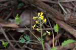 Yellow fumewort